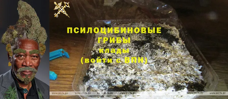 Галлюциногенные грибы Psilocybe  Бежецк 